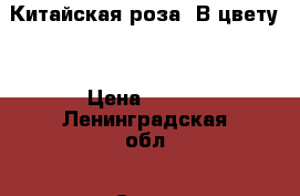 Китайская роза. В цвету. › Цена ­ 500 - Ленинградская обл., Санкт-Петербург г.  »    . Ленинградская обл.